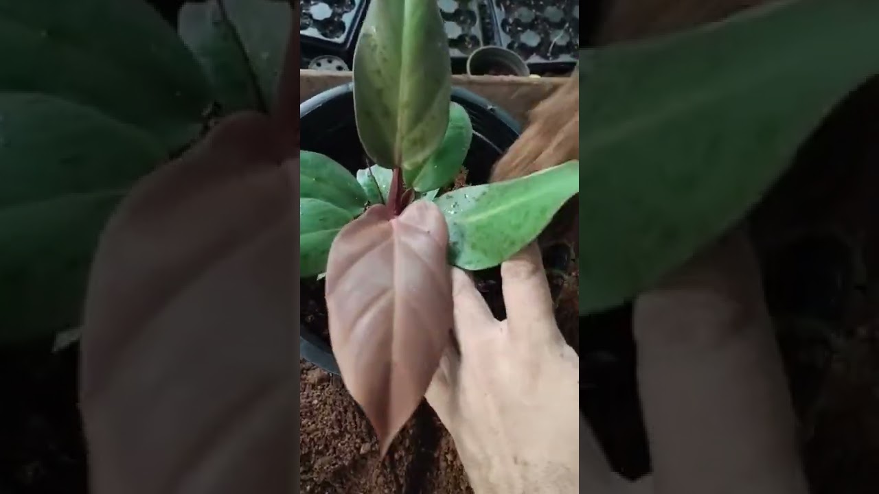 philodendron McColley's Finale, white pot ❤