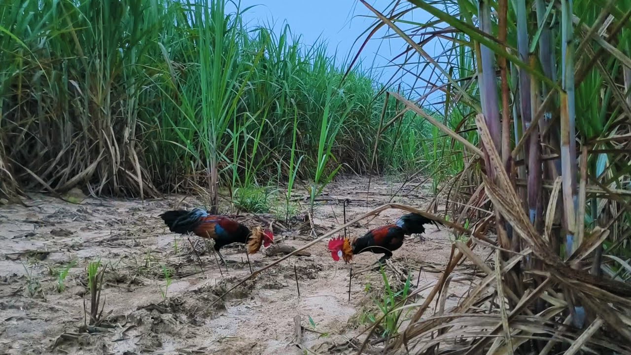 Terlalu garang ayam hutan ini, datang sperti jet tempur