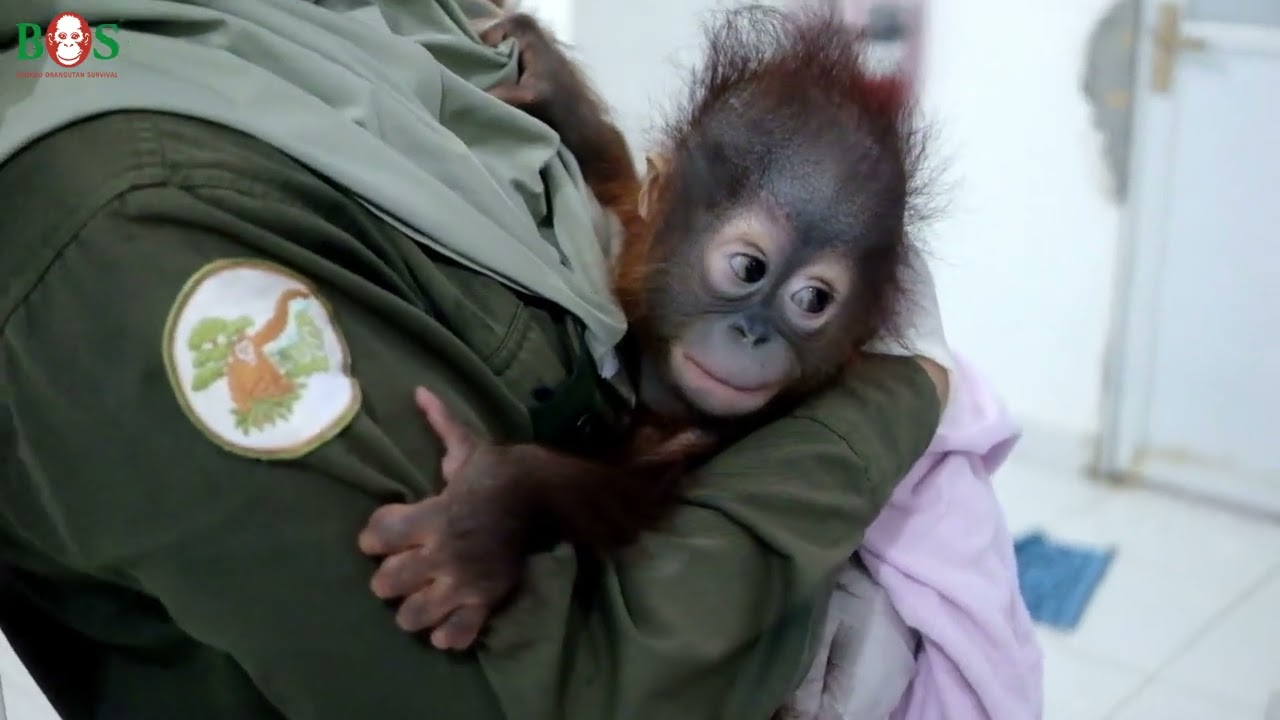 Kayla - eine neue Orang-Utan-Waise in Samboja Lestari