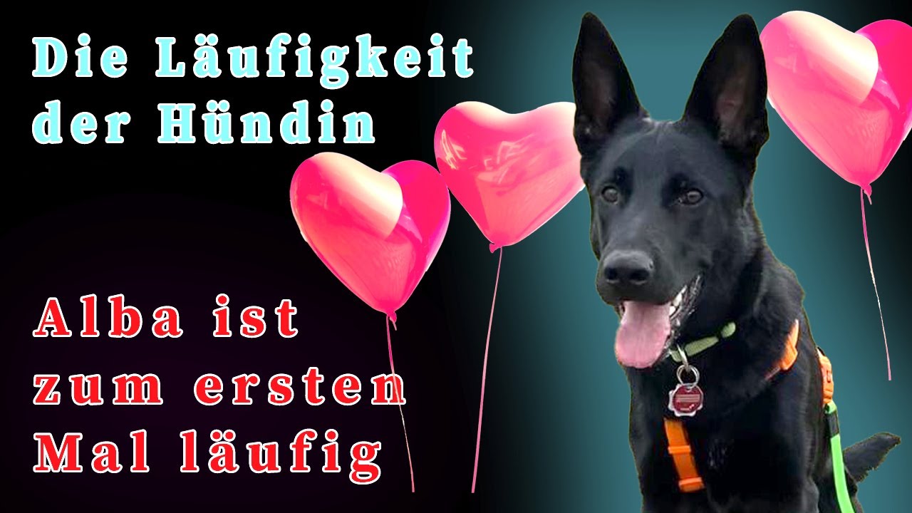 Die Läufigkeit der Hündin - Alba ist zum ersten Mal läufig