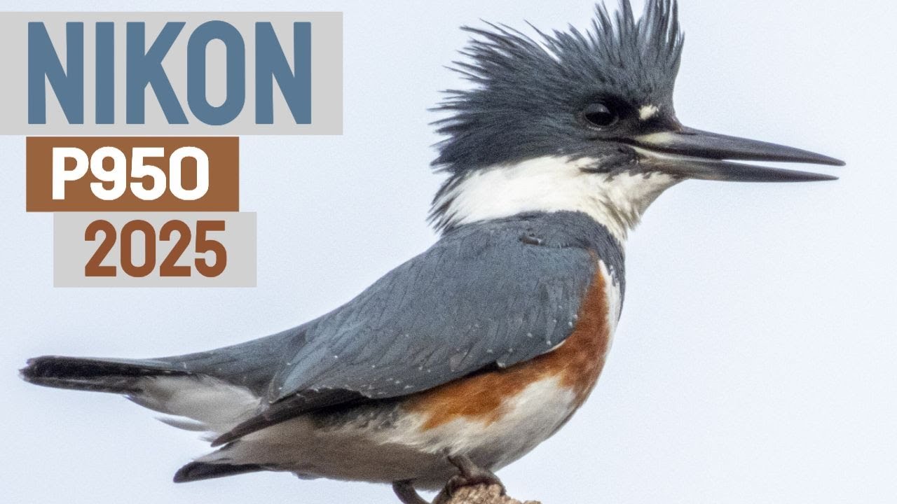 Nikon P950 In The Field Bird Photography - First Look