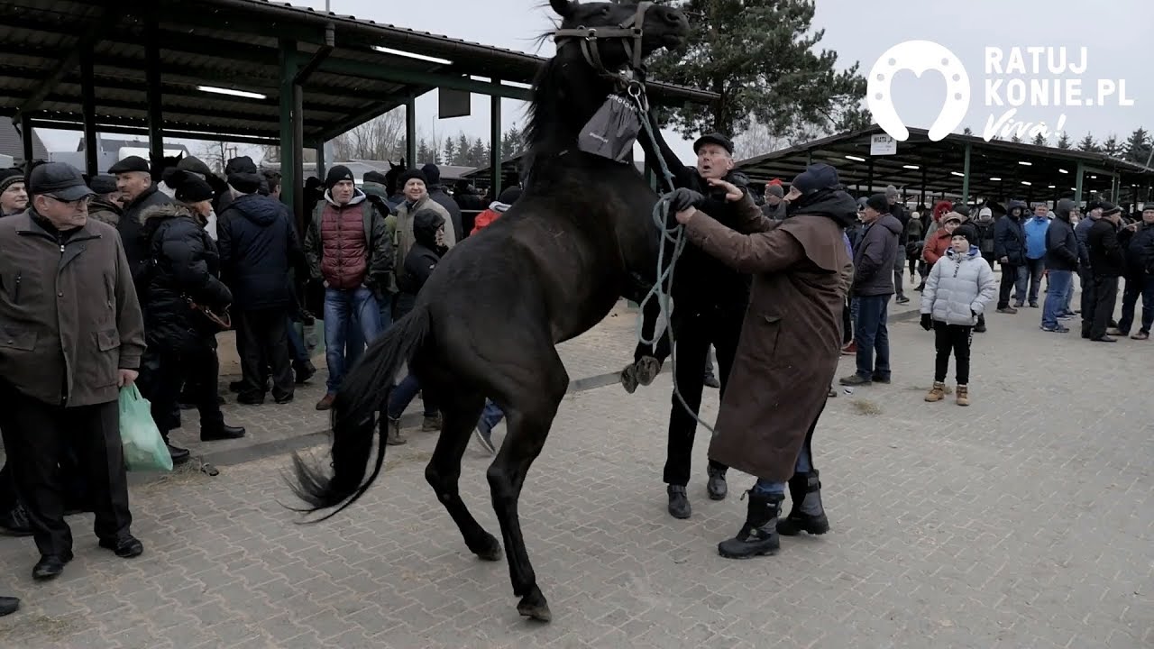 Targi Koni Skaryszew 2019