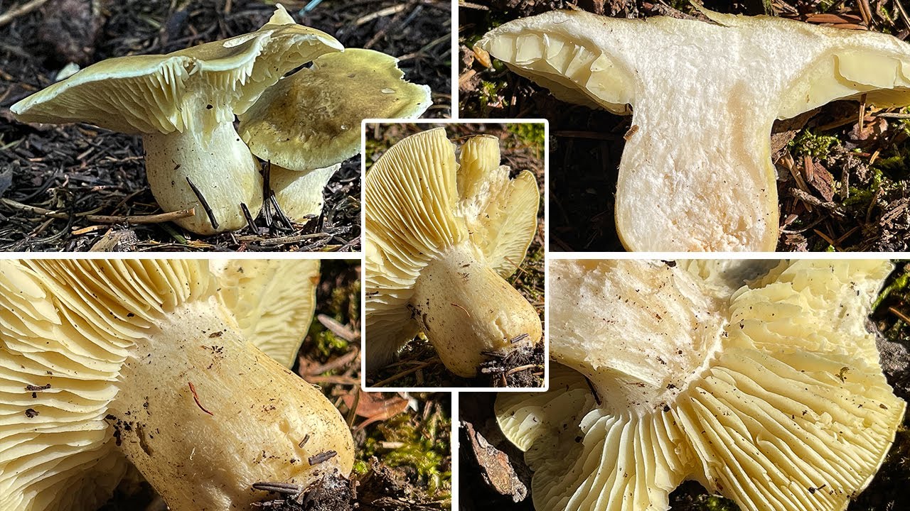 Pilzportrait - Seifenritterling, Waschk&uuml;chenritterling, Waschpulverritterling, Tricholoma saponaceum