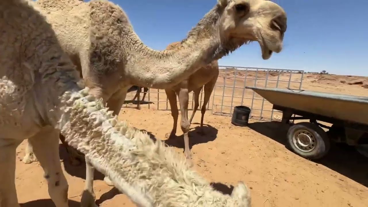 حسن البنقالي صار راعي ابل