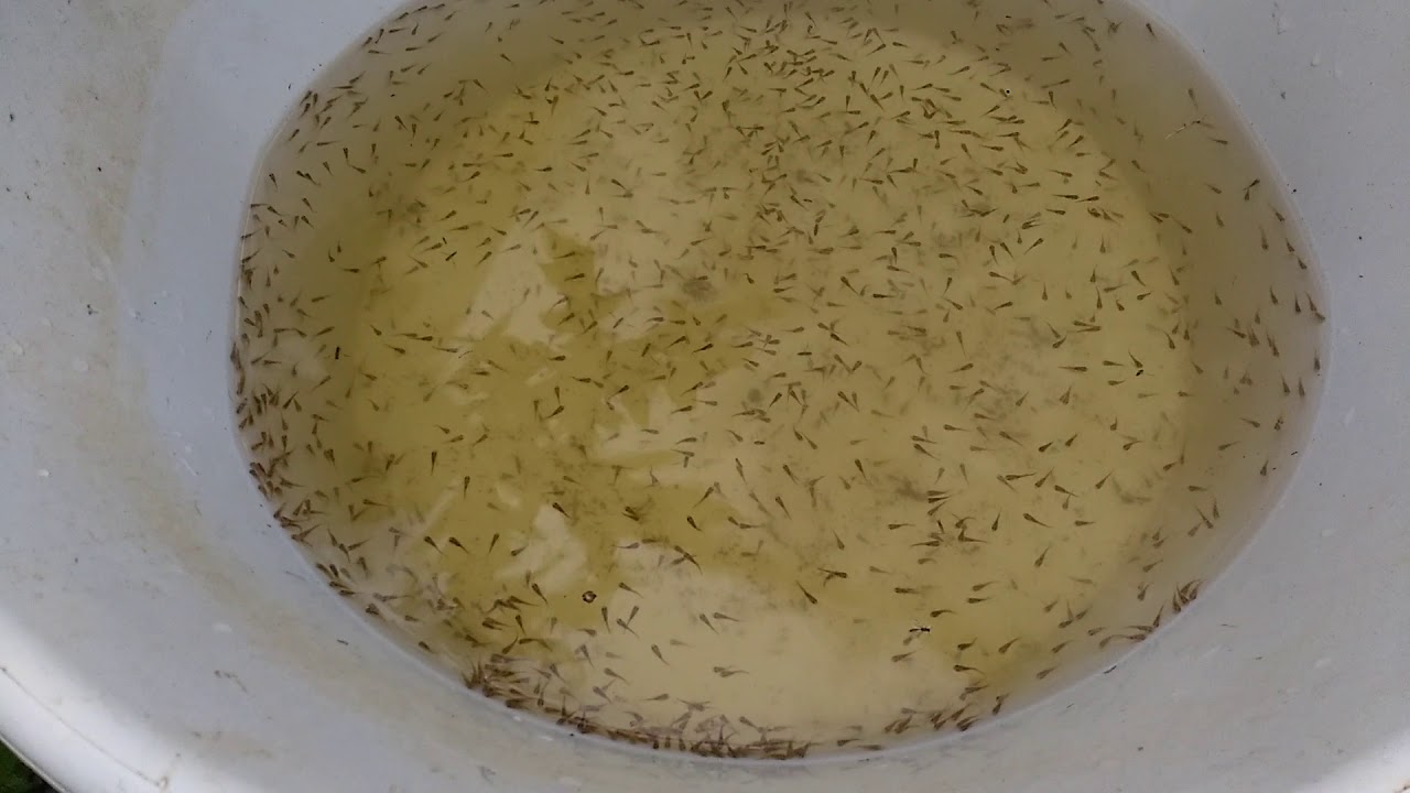 Tilapia (LARVAS de Til&aacute;pia passo a Passo na estufa) como salvar seus alevinos de Til&aacute;pia