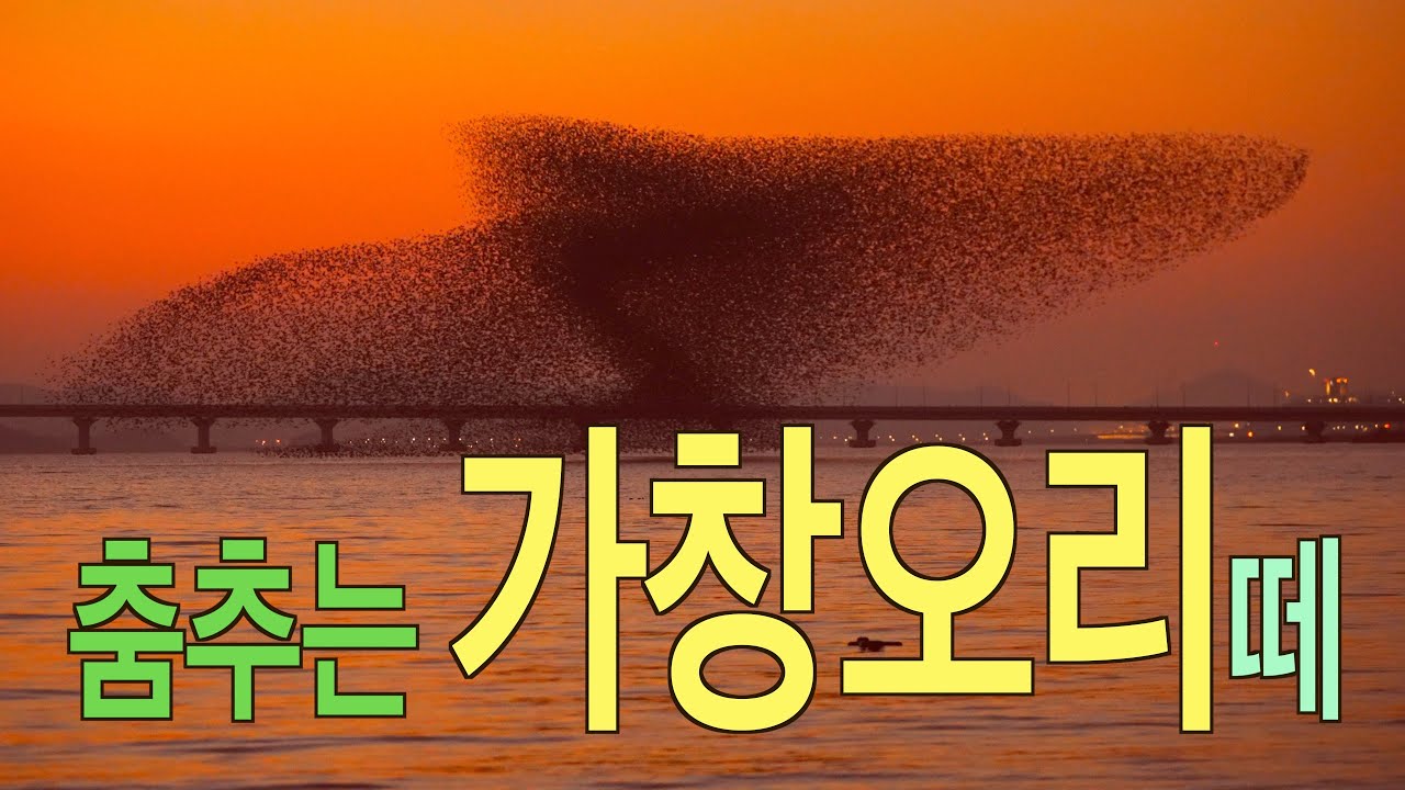 춤추는 가창오리떼 ..12.07  영암호