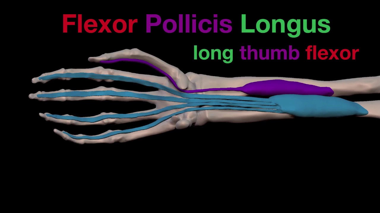 Arm Muscles: 25 Flexor Policis Longus and Flexor Digitorum Profundus