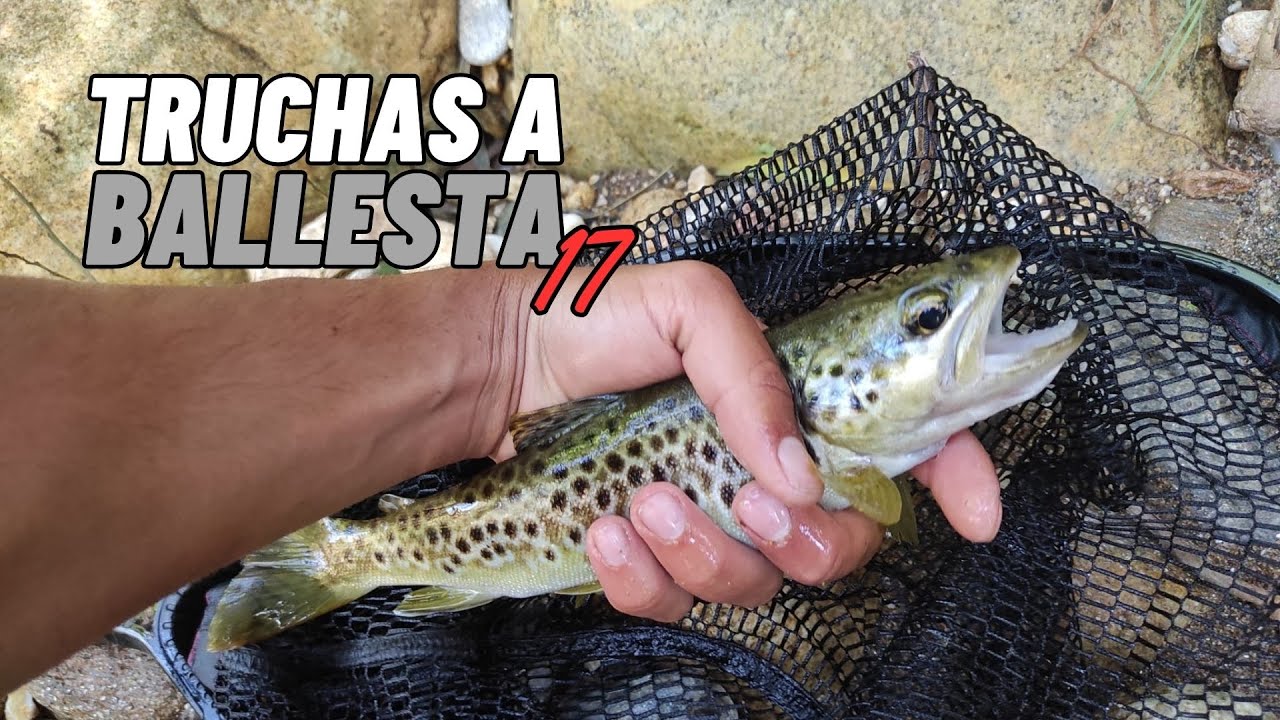 Pesca de truchas en un precioso río gallego | Galicia 2023