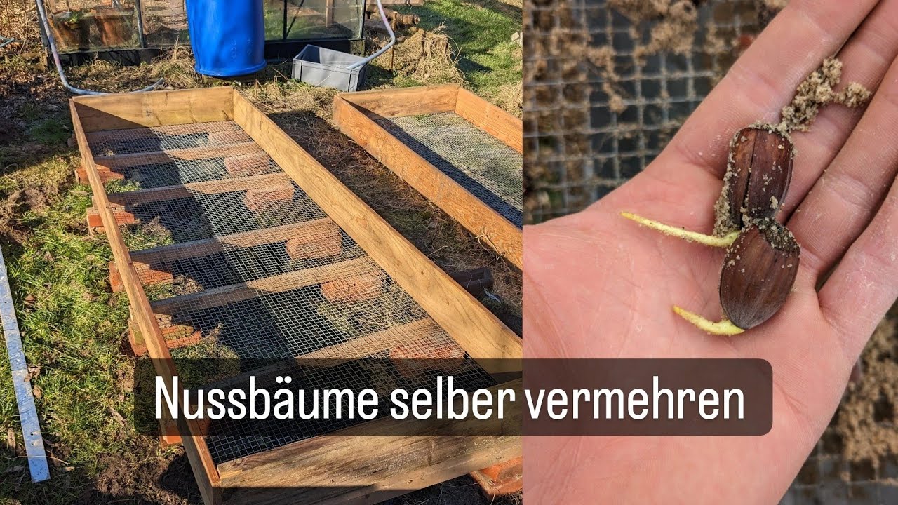 Nussbäume selber vermehren mit Airpruneboxen (Esskastanien, Walnüsse, Haselnüsse)