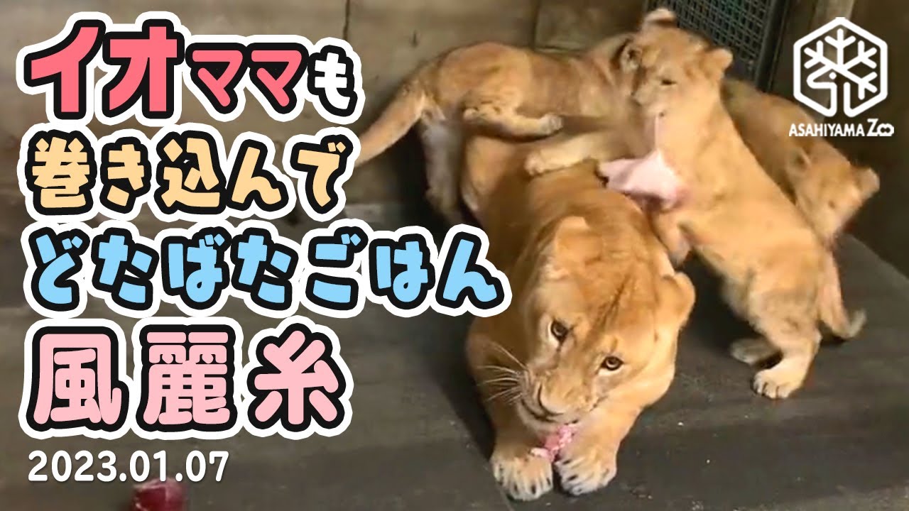 【旭山動物園】イオママひさびさの威嚇！ママも巻き込んでドタバタごはん🍗🐱イオと🐱風🐱麗🐱糸(01/07) [Asahiyama Zoo]  Fuu, Rei, Ito and Io.