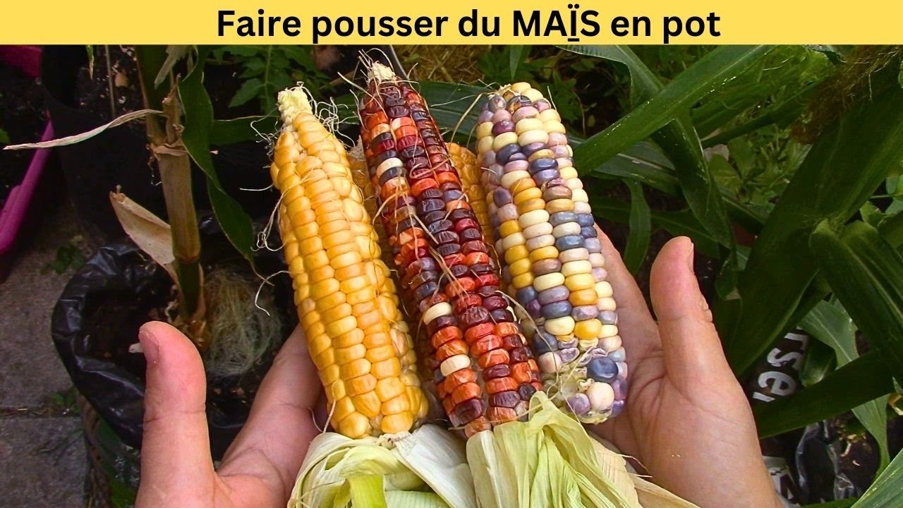 Faire pousser du maïs dans des pots | Growing Corn in containers