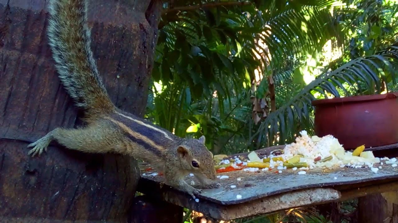 Adorable Squirrel Eating Rice & Veggies | Wildlife Close‑Up