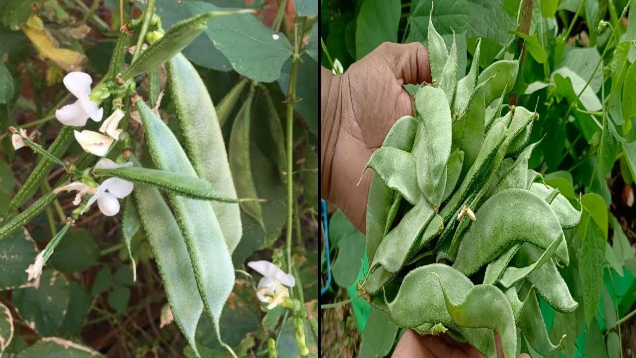 செடி அவரை விதைப்பு முதல் அறுவடை வரை || Growing Lablab Beans from seeds to Harvest