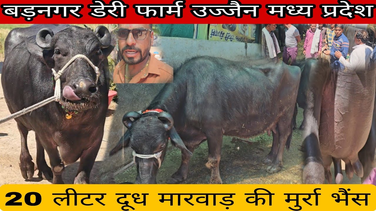 20 लीटर दूध मारवाड़ की #मुर्रा_भैंस गुजरात की बन्नी बड़नगर डेरी फार्म 9 मार्च सोमवार #buffelovideo