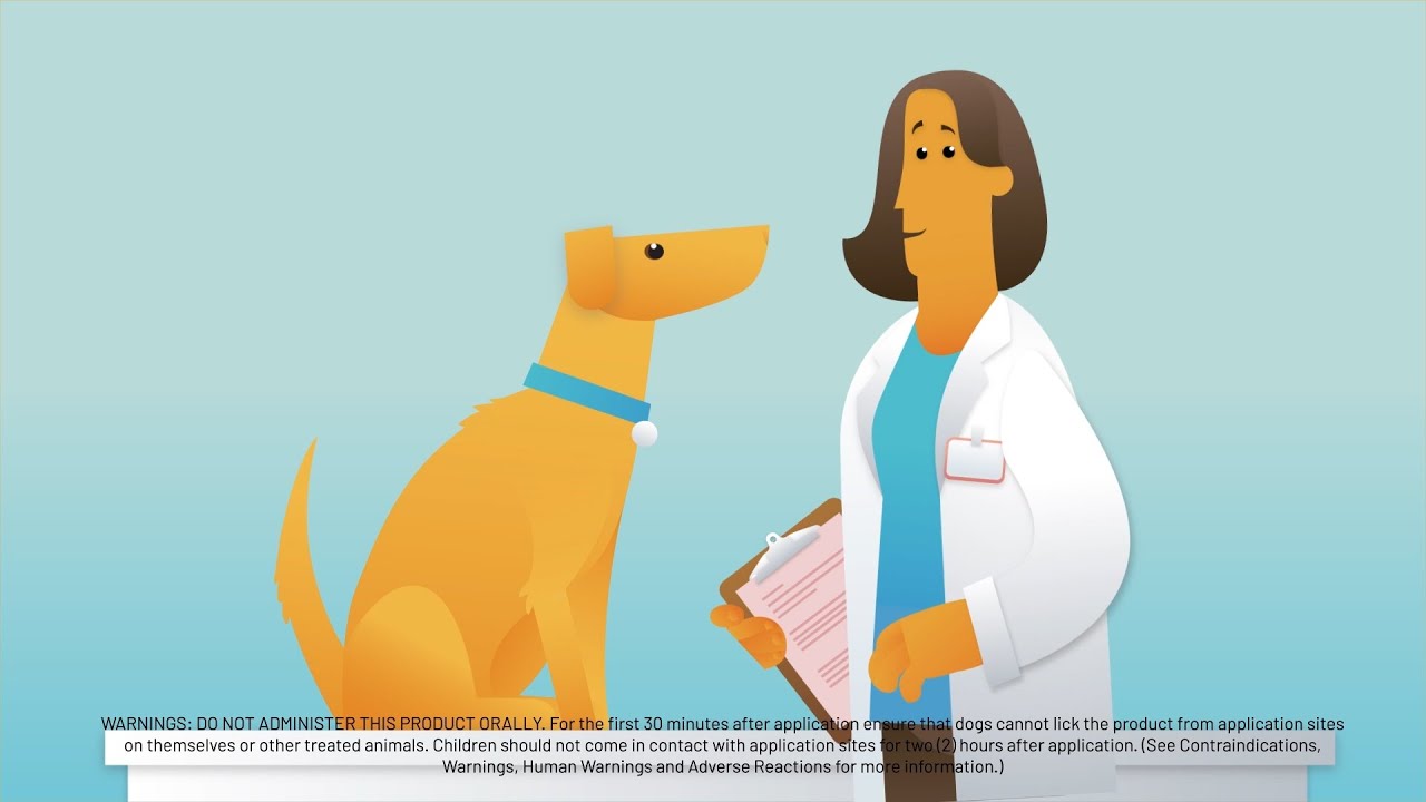 Prevent Heartworms and Fleas with Advantage Multi® (imidacloprid + moxidectin) for Dogs