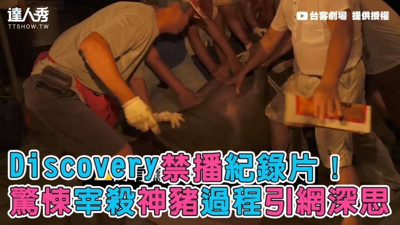 【Discovery禁播紀錄片！ 驚悚宰殺神豬過程引網深思】