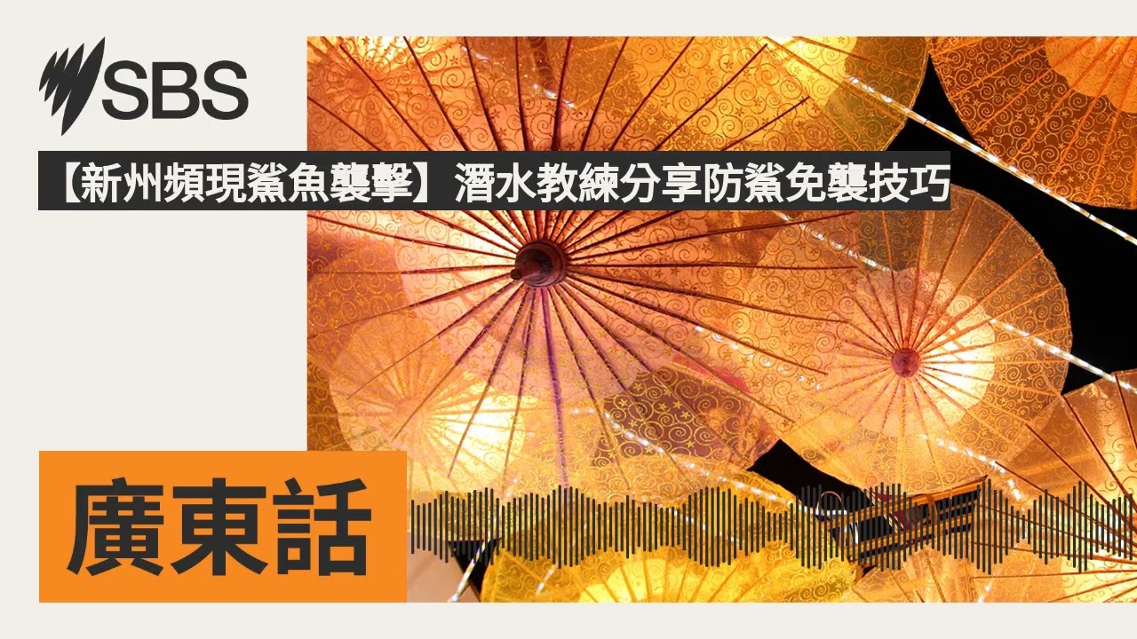 【新州頻現鯊魚襲擊】潛水教練分享防鯊免襲技巧 | SBS Cantonese - SBS廣東話節目
