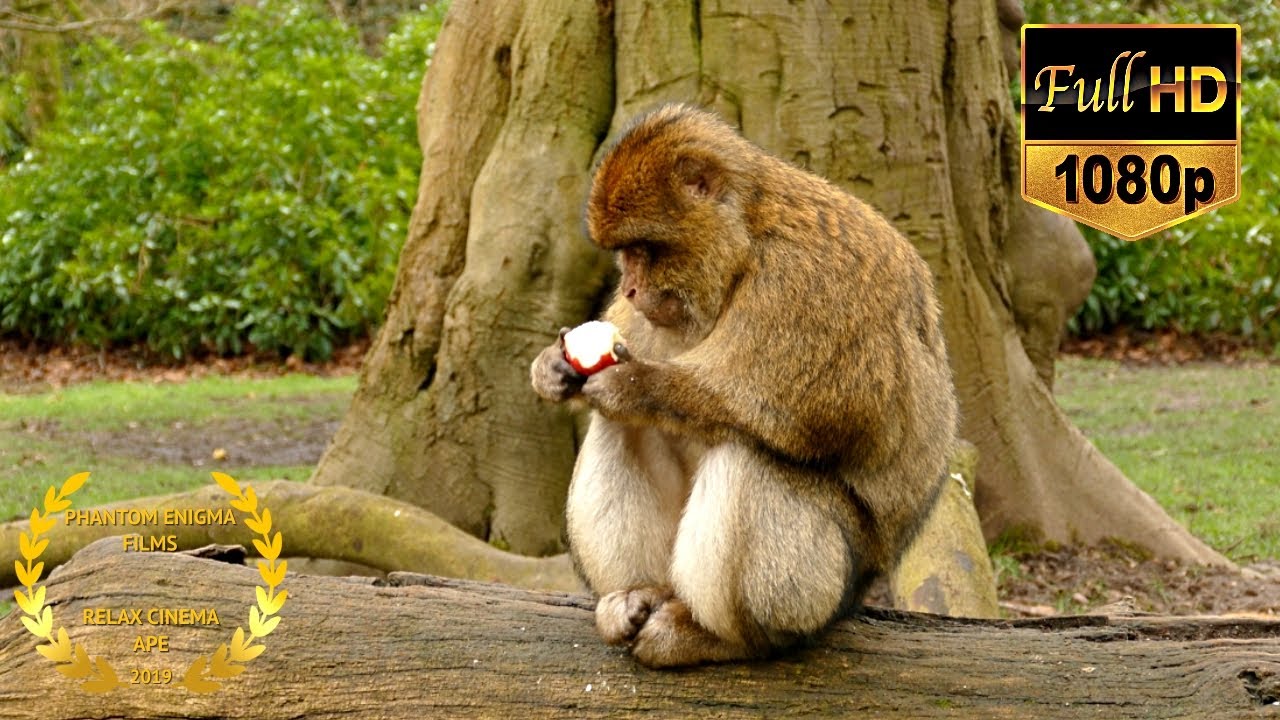 Adorable Monkey Gorilla Eathing Apple | King Kong Moments | 10 Hours Version Screensaver HD
