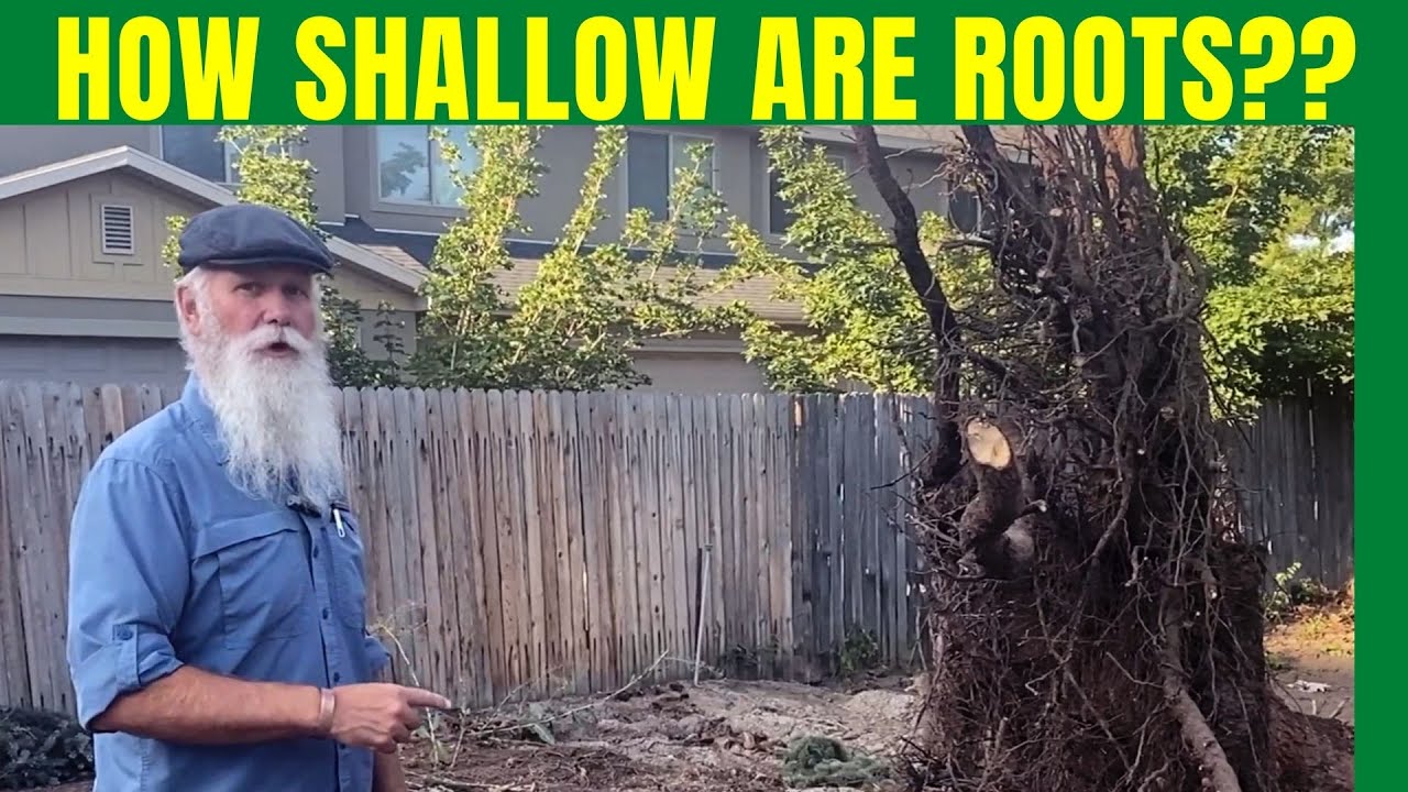 How Shallow Are Tree Roots?
