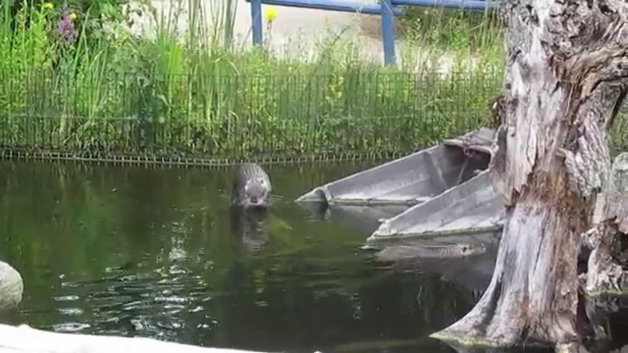 rats gondins zoodyss&eacute;e de chiz&eacute;