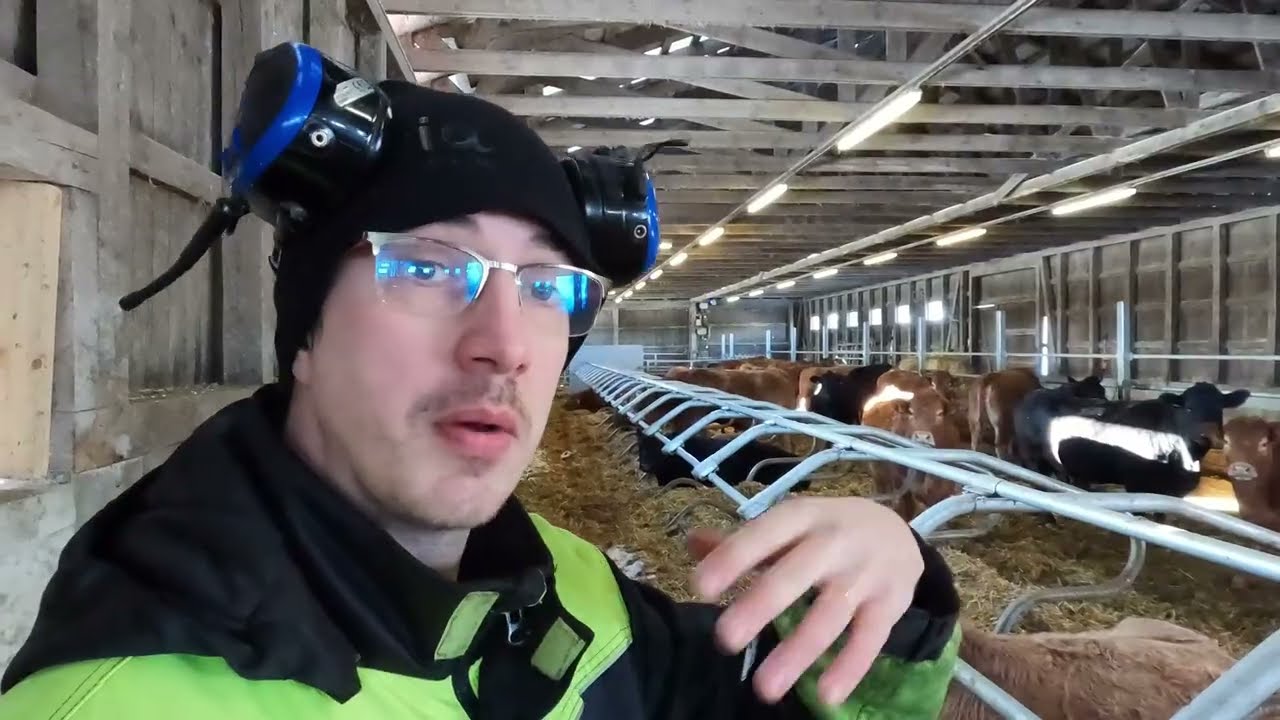 Juttelua MOT lehmänkaupasta
