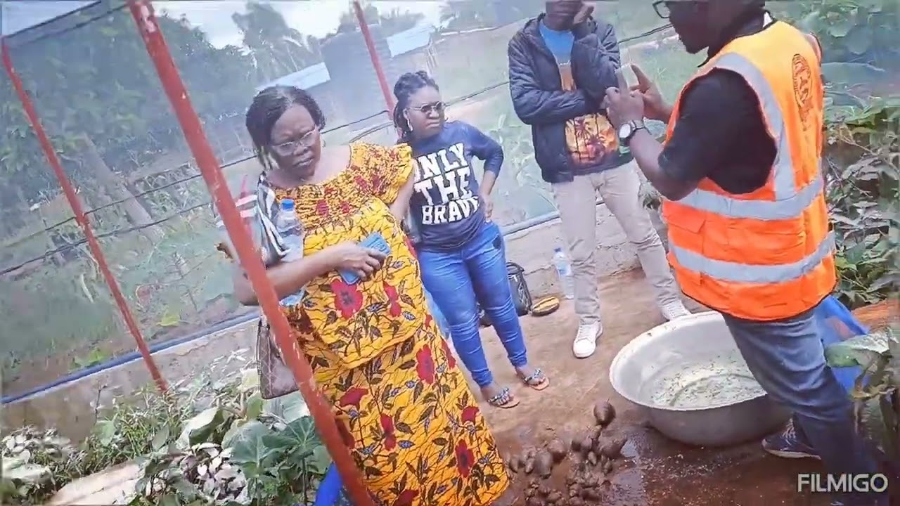 ÉLEVAGE D'ESCARGOTS GÉANTS D'AFRIQUE