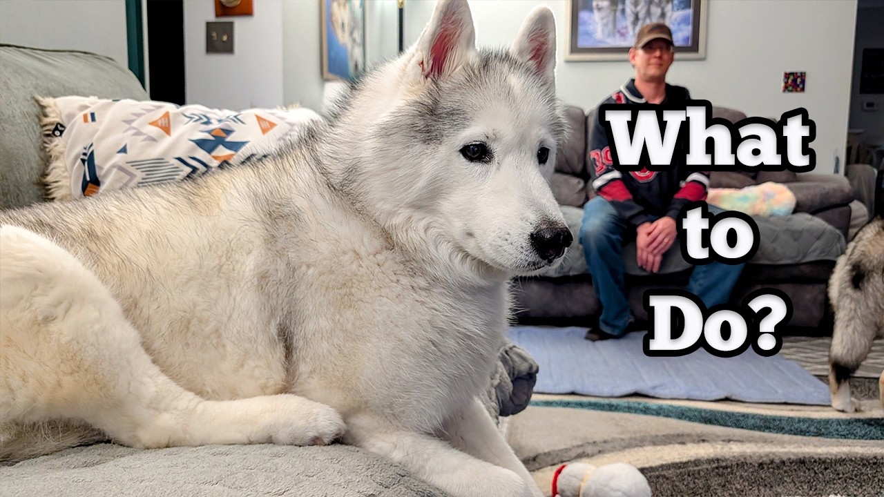 Cabin Fever Has Hit The Huskies!