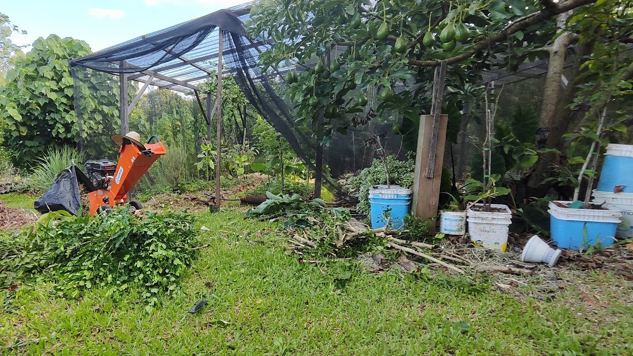 🔴 Cuidando das Bananeiras, triturando, adubo liquido