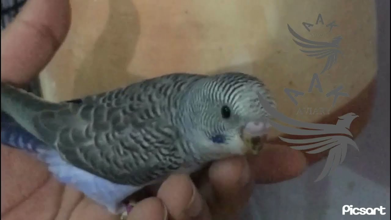 Blackwing budgie | budgies | parakeet | rare budgie #budgies #parrot #parrotvideo #AAkAviary