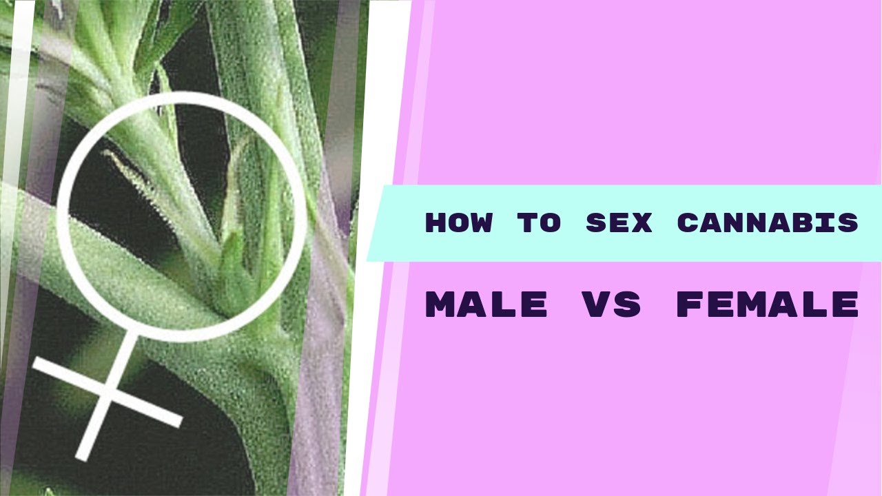 Maximize Your Harvest: Expert Guide to Sexing Cannabis Plants
