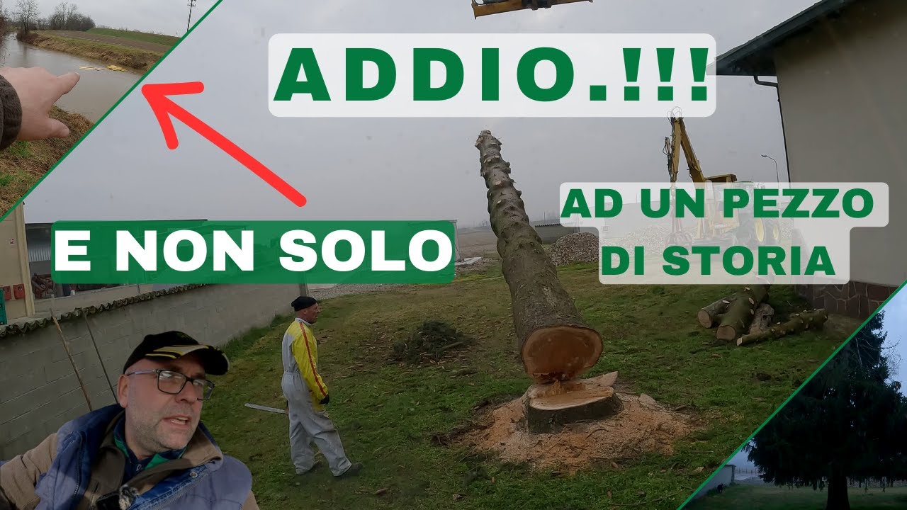 COME ABBATTERE UN PINO PERICOLANTE..!!! SALUTIAMO UN SIMBOLO DELLA NOSTRA AZIENDA AGRICOLA