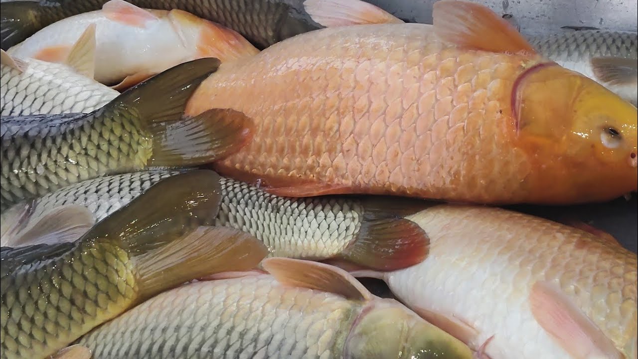 Amazing !! Wholesale fish market !! 