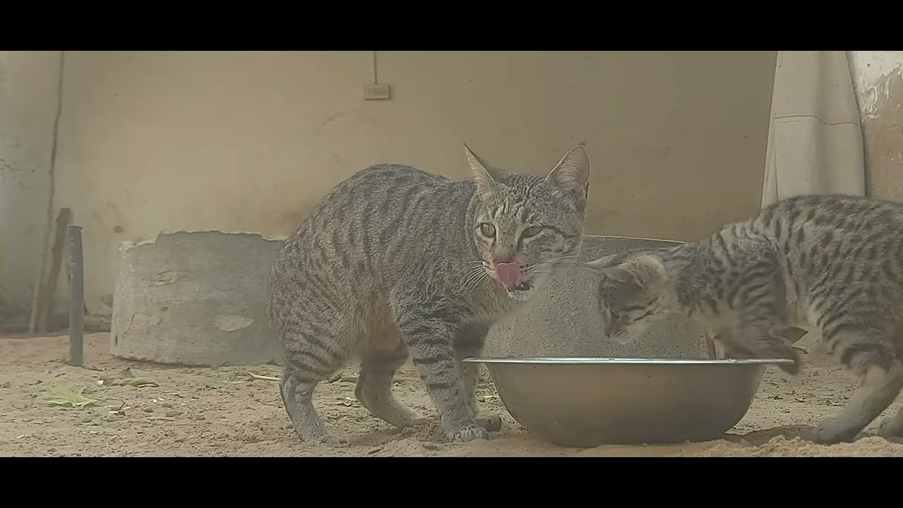 Cat video original sound /cute kitten /little cat video original sound /cat cute /kitten 😍 video 