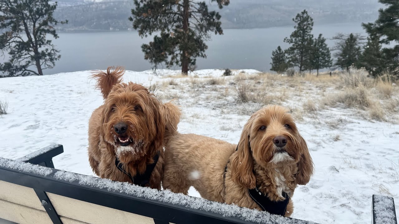 The Snow Is Back Again