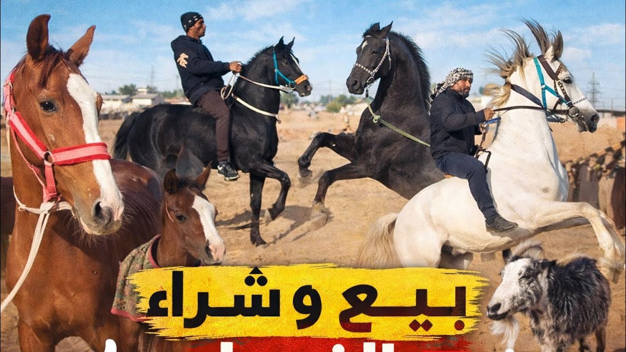 خيول عربية نار 🔥سوق اليوم مليان صفقات قويةبيع وشراء الخيول الأصيلةلا تفوّت الفرصة🐎👍 لايك |🔔 اشتراك |