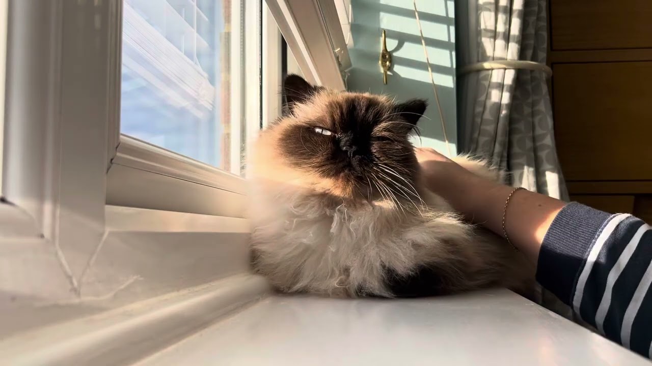 Morning purring and sunrise 