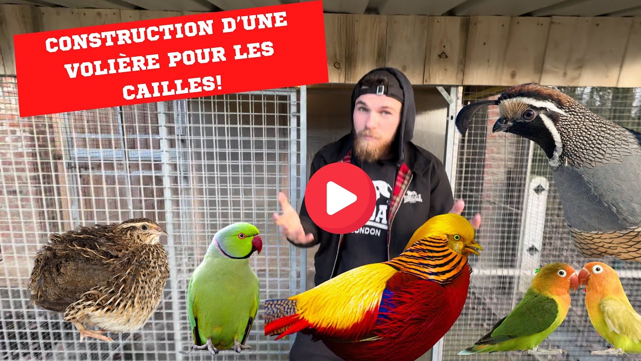CONSTRUCTION D’UNE NOUVELLE VOLIÈRE POUR LES CAILLES !