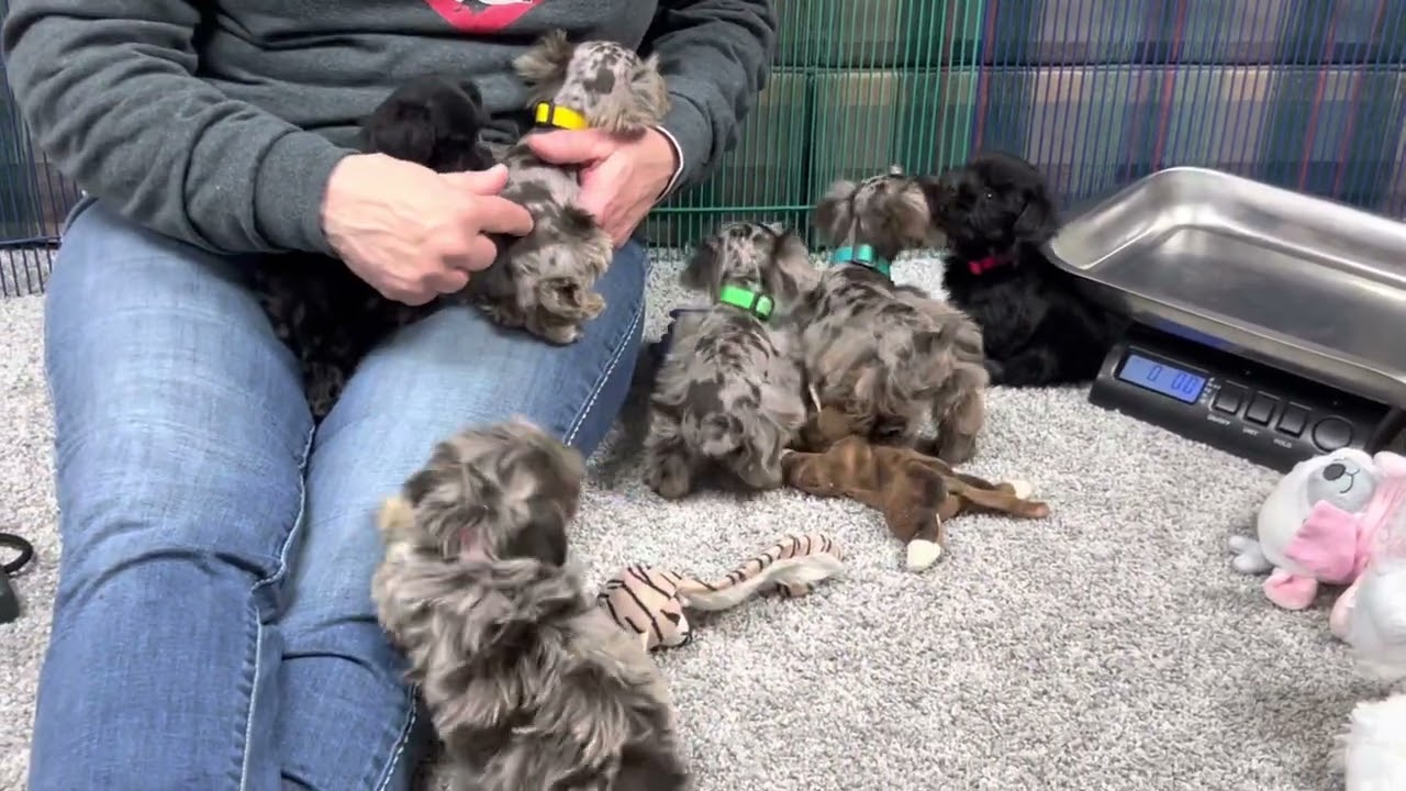 NIKKI'S Toy Schnauzer's 1 still available  February 13, 2023