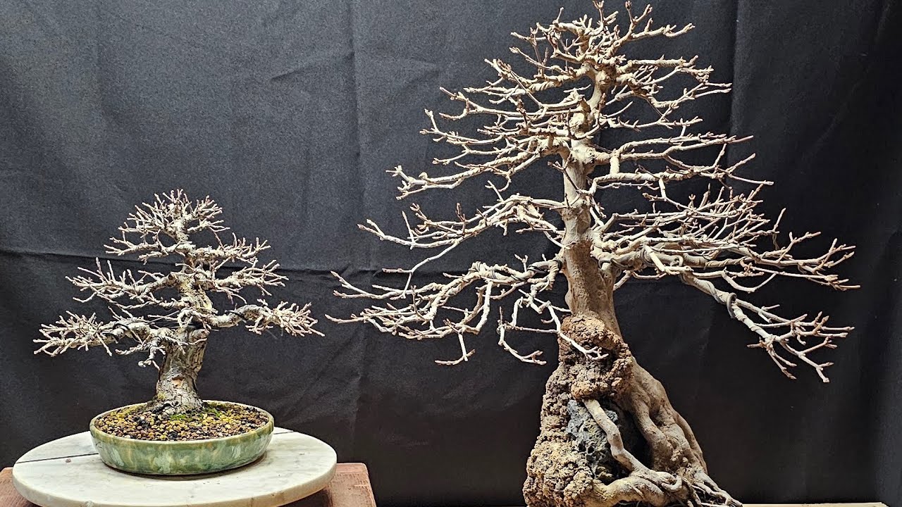 Cork bark elm 5 year progress 