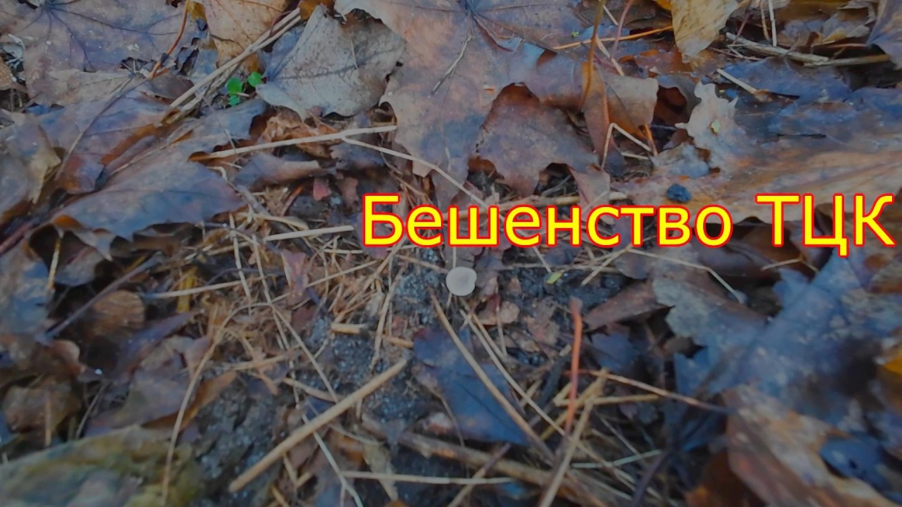 Почему у ТЦК Бешенство