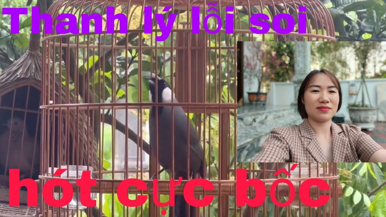 Thanh lý khướu thuần hót múa lê tê phê! giọng rừng đảo liên khúc -lỗi soi mời AE chốt!