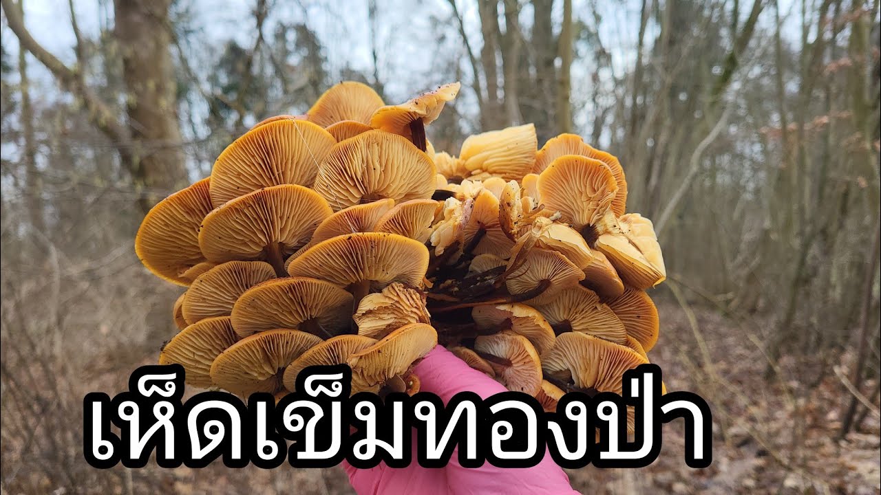 เลาะป่าโชดดีเจอเห็ดเข็มทองอยุ่สูงๆต้องใช่วิธีนี้ Die Samtfußrübling