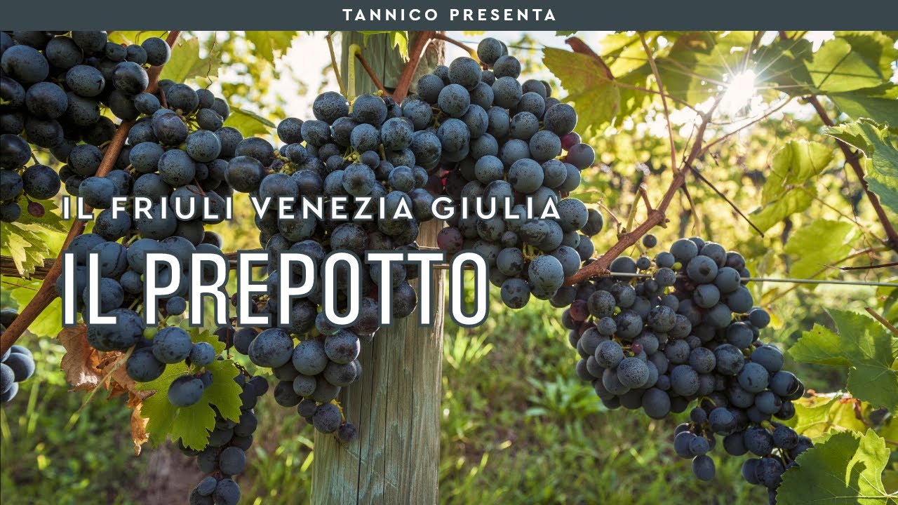 Prepotto la patria dello Schioppettino | Tannico Flying School