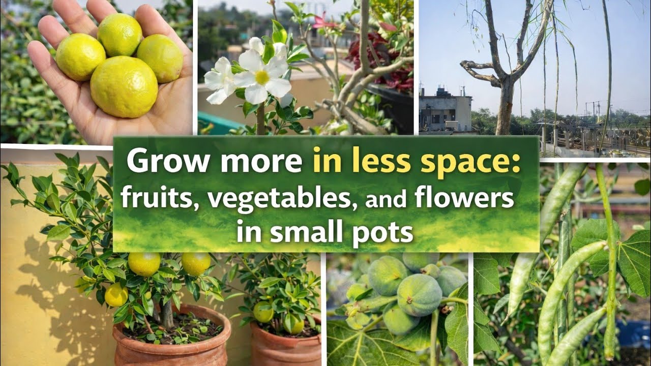 Drumsticks in plenty, all grown in pots-along with many fruits and vegetables #moringa #oranges 