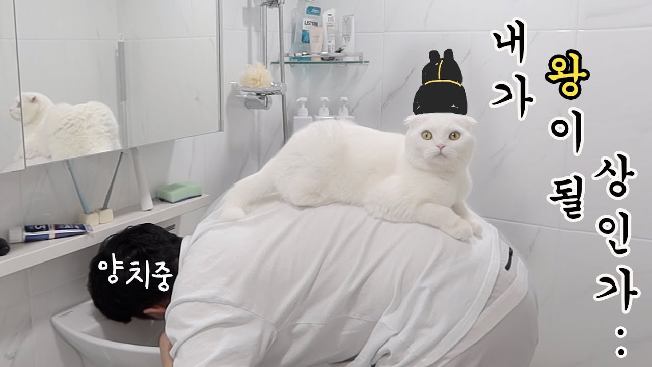 고양이는 정말 자기가 왕이라고 생각할까?..