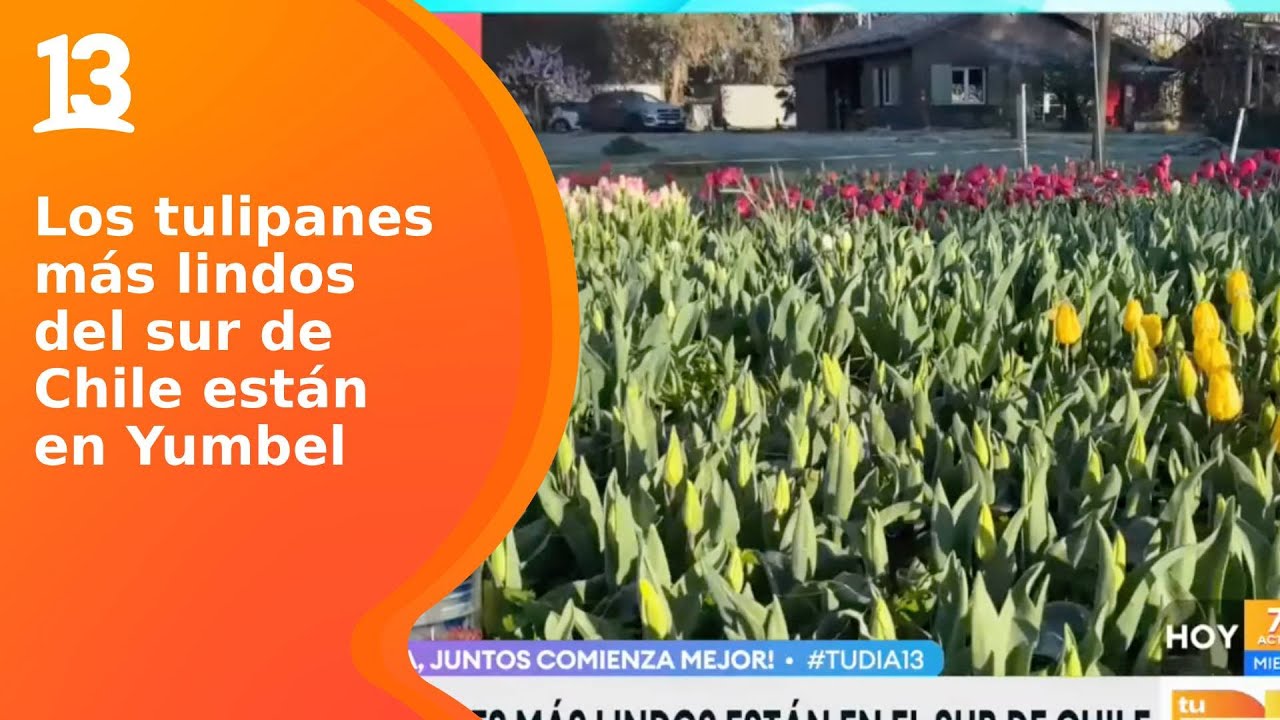 Los tulipanes más lindos del sur de Chile están en Yumbel | Tu Día