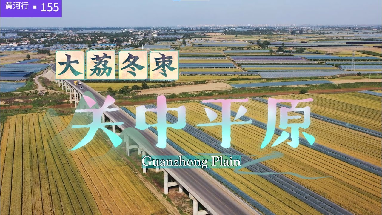 【黄河行▪155】关中平原，洛河两岸全是电动大棚，种大荔冬枣 | 简体字幕