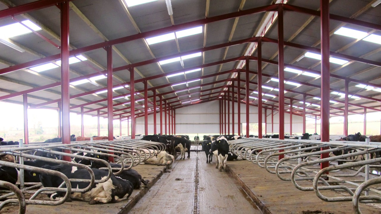 New cow cubicle shed in Tipperary
