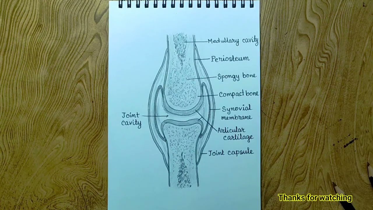 Synovial joint diagram drawing /How to draw synovial joint diagram