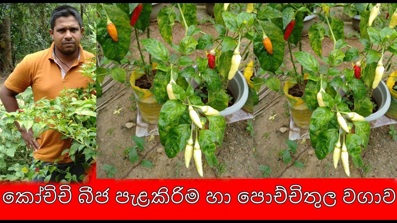 කොච්චි බීජ පැළකිරිම හා පොච්චිතුල වගාව Planting of Kochi seeds and cultivation of,ගෙවතු වගාව, wagawa,